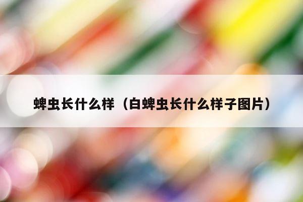 蜱虫长什么样（白蜱虫长什么样子图片） 第1张