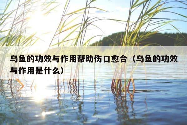 乌鱼的功效与作用帮助伤口愈合（乌鱼的功效与作用是什么） 第1张