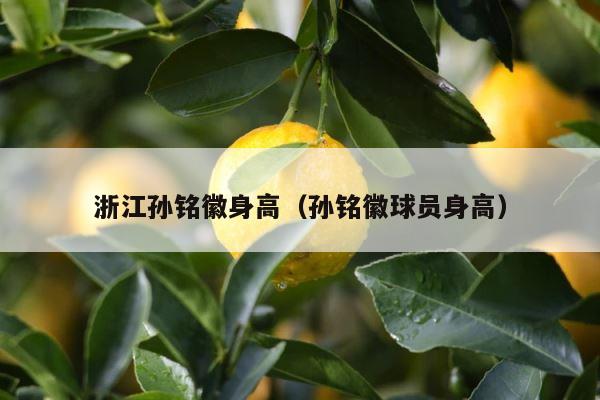 浙江孙铭徽身高（孙铭徽球员身高） 第1张