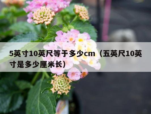 5英寸10英尺等于多少cm（五英尺10英寸是多少厘米长） 第1张