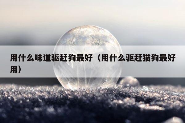 用什么味道驱赶狗最好（用什么驱赶猫狗最好用） 第1张
