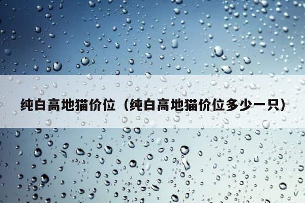 纯白高地猫价位（纯白高地猫价位多少一只） 第1张