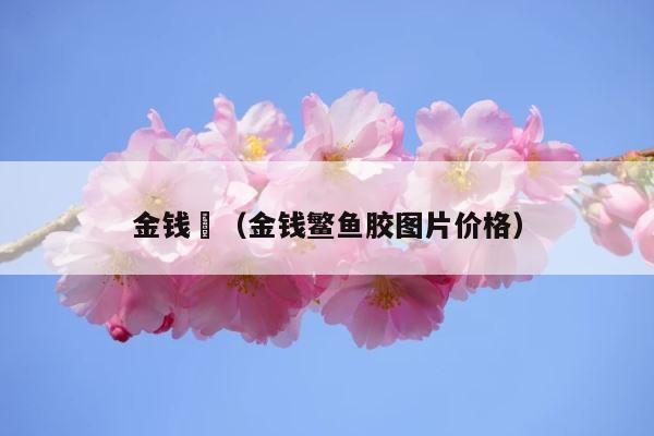 金钱鮸（金钱鳘鱼胶图片价格） 第1张