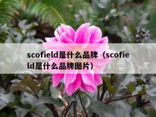 scofield是什么品牌（scofield是什么品牌图片） 第1张