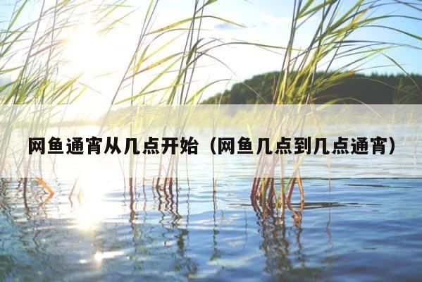 网鱼通宵从几点开始（网鱼几点到几点通宵） 第1张