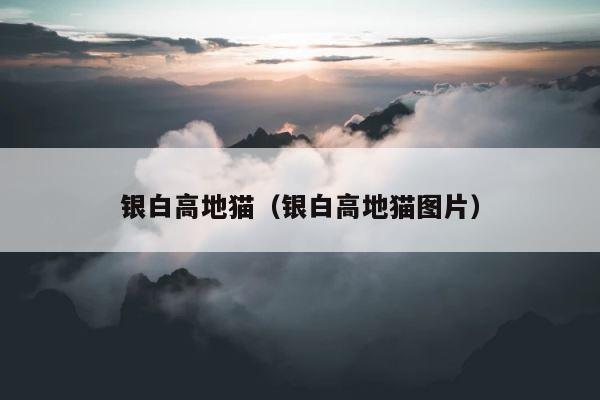 银白高地猫（银白高地猫图片） 第1张