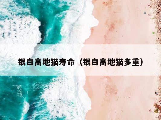 银白高地猫寿命（银白高地猫多重） 第1张