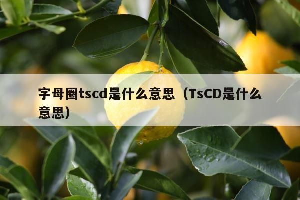 字母圈tscd是什么意思（TsCD是什么意思） 第1张