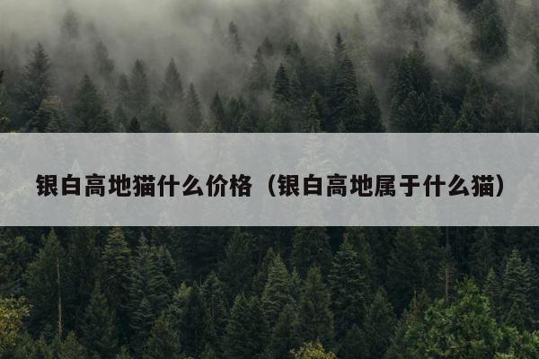 银白高地猫什么价格（银白高地属于什么猫） 第1张