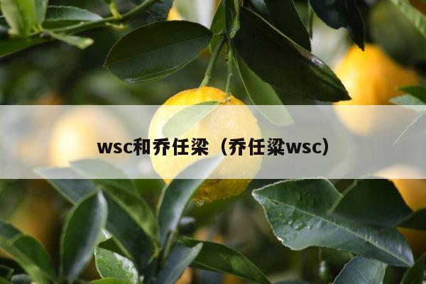 wsc和乔任梁（乔任粱wsc） 第1张