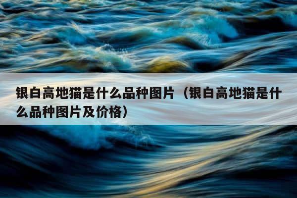 银白高地猫是什么品种图片（银白高地猫是什么品种图片及价格） 第1张