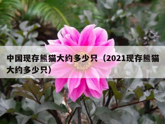 中国现存熊猫大约多少只（2021现存熊猫大约多少只） 第1张
