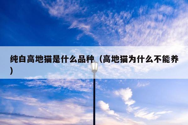 纯白高地猫是什么品种（高地猫为什么不能养） 第1张