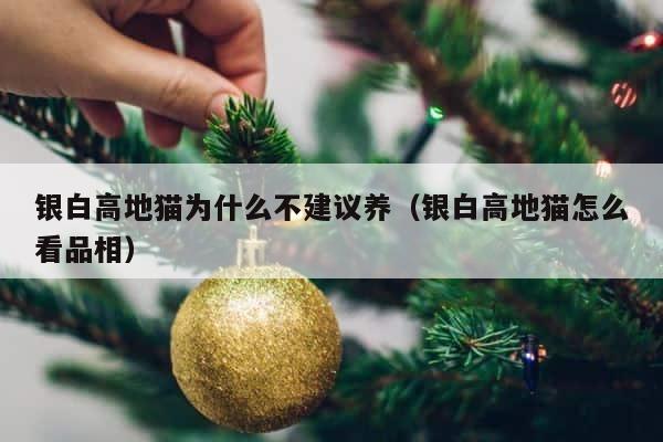 银白高地猫为什么不建议养（银白高地猫怎么看品相） 第1张