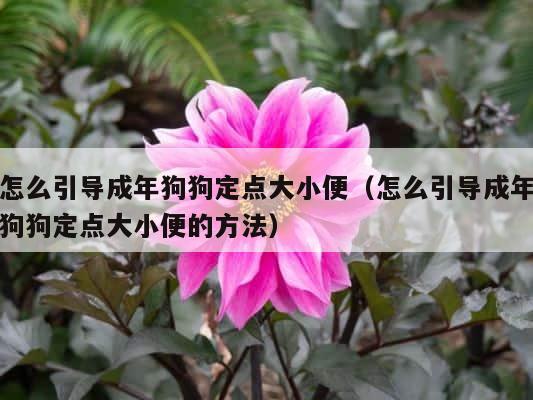 怎么引导成年狗狗定点大小便（怎么引导成年狗狗定点大小便的方法） 第1张