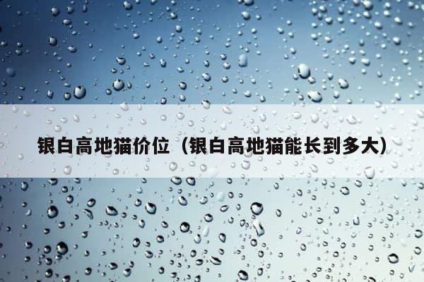 银白高地猫价位（银白高地猫能长到多大） 第1张