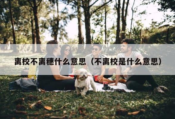 离校不离穗什么意思（不离校是什么意思） 第1张