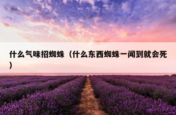 什么气味招蜘蛛（什么东西蜘蛛一闻到就会死） 第1张
