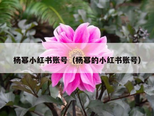 杨幂小红书账号（杨幂的小红书账号） 第1张