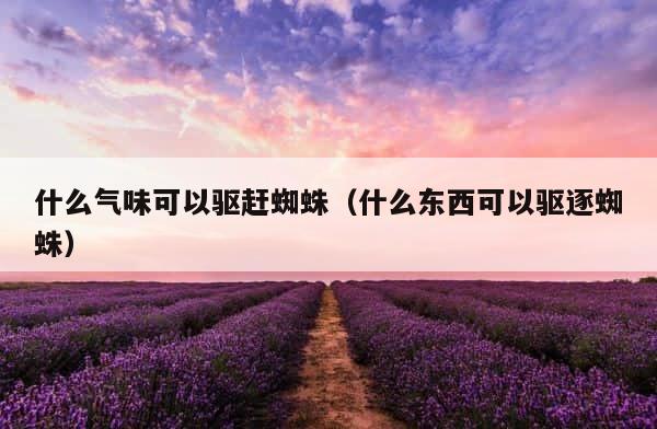 什么气味可以驱赶蜘蛛（什么东西可以驱逐蜘蛛） 第1张