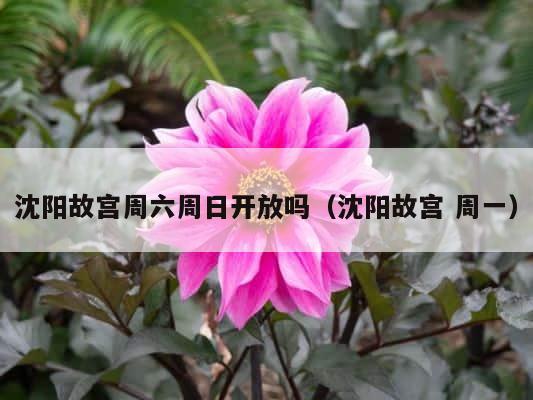沈阳故宫周六周日开放吗（沈阳故宫 周一） 第1张