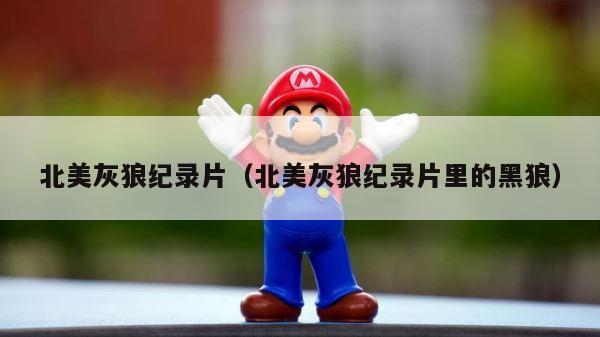 北美灰狼纪录片（北美灰狼纪录片里的黑狼） 第1张