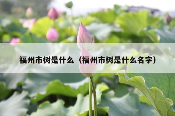 福州市树是什么（福州市树是什么名字） 第1张