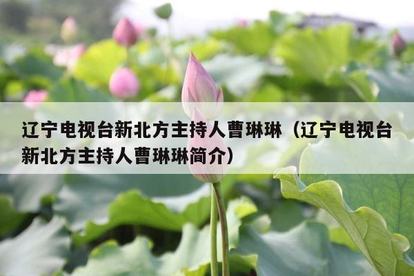 辽宁电视台新北方主持人曹琳琳（辽宁电视台新北方主持人曹琳琳简介） 第1张