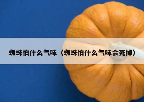 蜘蛛怕什么气味（蜘蛛怕什么气味会死掉） 第1张