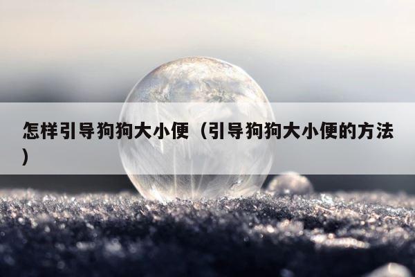 怎样引导狗狗大小便（引导狗狗大小便的方法） 第1张