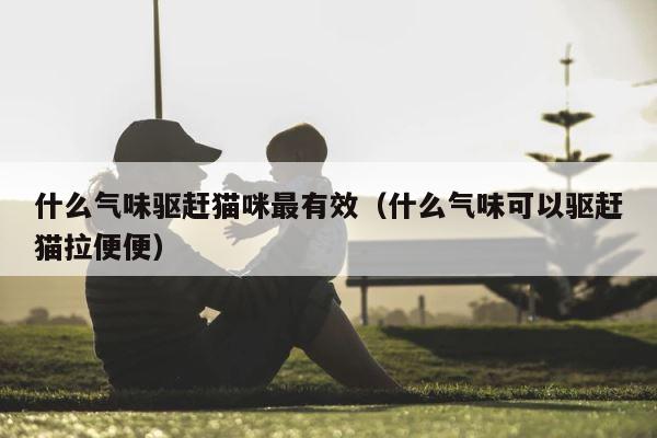 什么气味驱赶猫咪最有效（什么气味可以驱赶猫拉便便） 第1张
