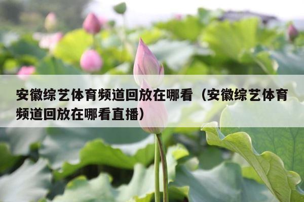 安徽综艺体育频道回放在哪看（安徽综艺体育频道回放在哪看直播） 第1张