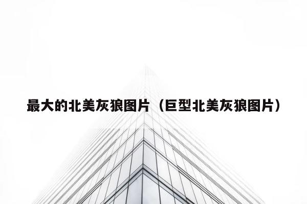 最大的北美灰狼图片（巨型北美灰狼图片） 第1张