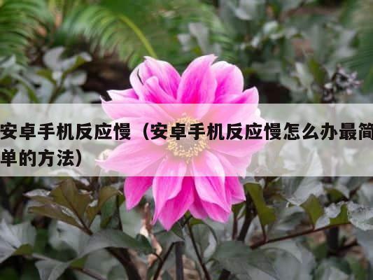 安卓手机反应慢（安卓手机反应慢怎么办最简单的方法） 第1张