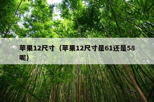 苹果12尺寸（苹果12尺寸是61还是58呢） 第1张